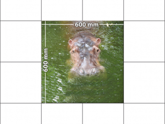 panele podłogowe 60 x 60 hipopotam